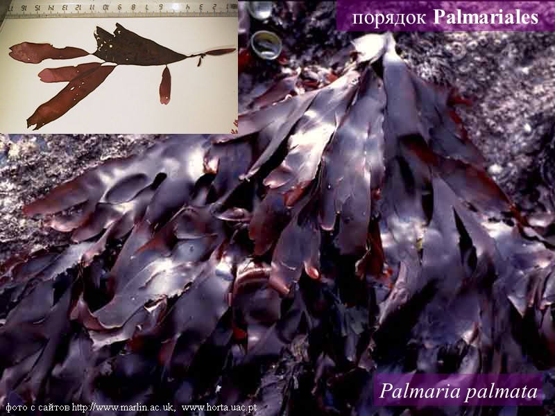 Palmaria palmata фото с сайтов http://www.marlin.ac.uk, www.horta.uac.pt порядок Palmariales